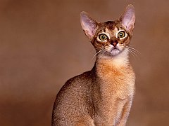 _Rudy,_ Abyssinian